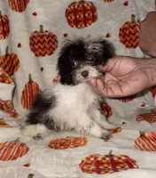 Itsy  tiny girl 2lbs 7oz, a female Poodle - Toy  for sale in Lovely, KY – 3 of 3