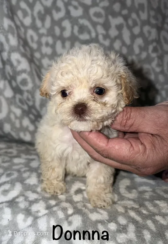 Donna – Poodle - Toy  puppy for sale in Lovely, KY