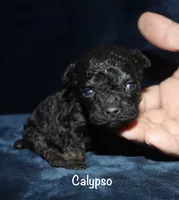 Calypso , a female Poodle - Toy  for sale in Lovely, KY – 3 of 4