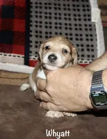 Whyatt (Longhaired) cream piebald, a male Miniature Dachshund for sale in Lovely, KY – 4 of 7
