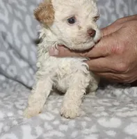 Casper tiny male 4 lbs, a male Poodle - Toy  for sale in Lovely, KY – 5 of 9
