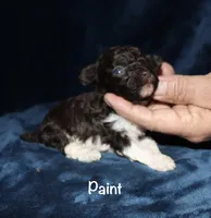 Paint, a male Poodle - Toy  for sale in Lovely, KY – 3 of 7