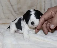 Micah, a male Poodle - Toy  for sale in Lovely, KY – Photo 3 of 5