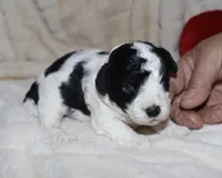 Micah, a male Poodle - Toy  for sale in Lovely, KY – Photo 1 of 5