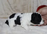 Micah, a male Poodle - Toy  for sale in Lovely, KY – Photo 4 of 5