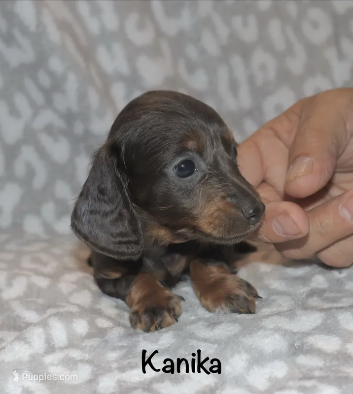 Kanika (Longhaired) blue – Miniature Dachshund puppy for sale in Lovely, KY