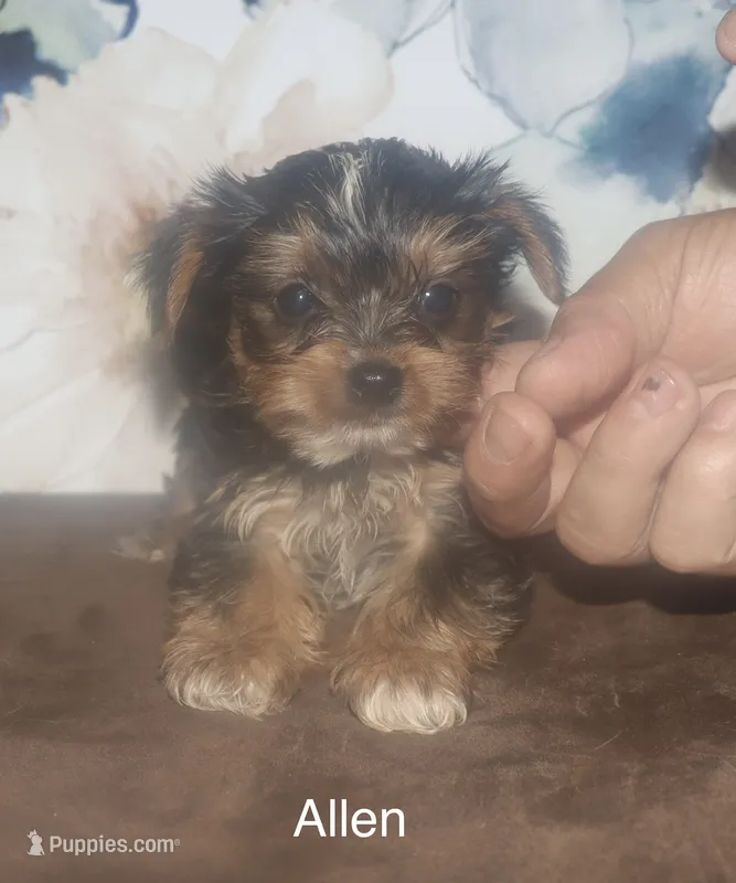 Allen – Yorkshire Terrier puppy for sale in Lovely, KY