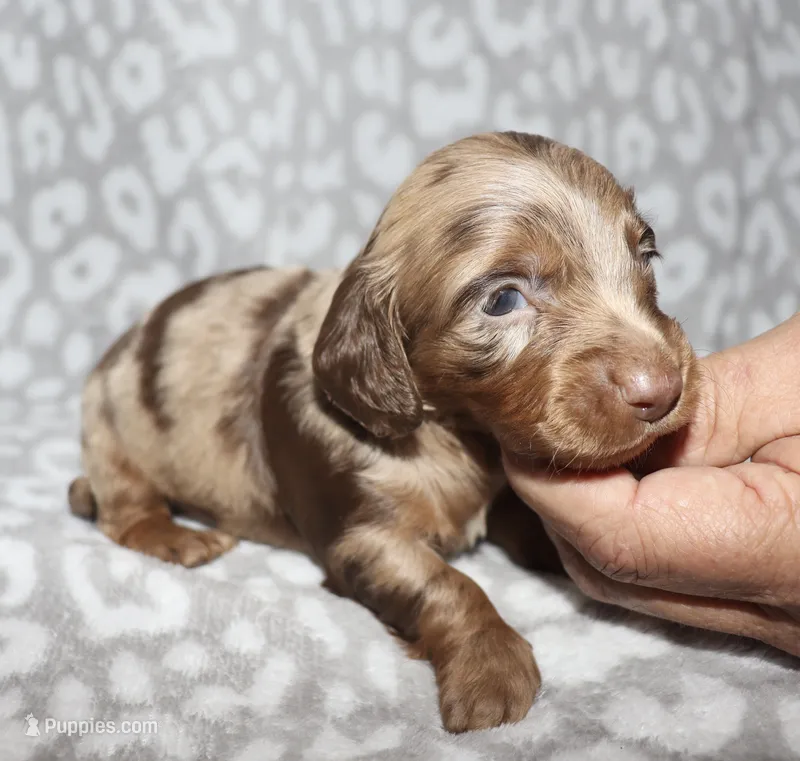 Cordell – Miniature Dachshund puppy for sale in Lovely, KY