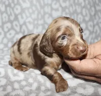 Cordell, a male Miniature Dachshund for sale in Lovely, KY – 1 of 8