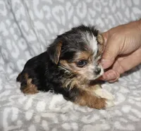 Tiny Solana - Parti factor, a female Yorkshire Terrier for sale in Lovely, KY – 8 of 9