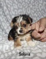 Tiny Solana - Parti factor, a female Yorkshire Terrier for sale in Lovely, KY – 4 of 9