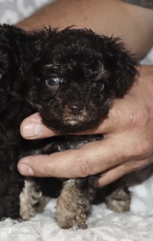 Dennis tiny dark brown  – Poodle - Toy  puppy for sale in Lovely, KY