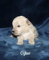 Clyde, a female Poodle - Toy  for sale in Lovely, KY – 7 of 9