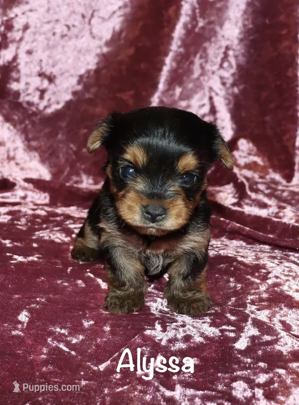 Alyssa – Yorkshire Terrier puppy for sale in Lovely, KY
