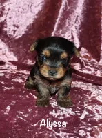 Alyssa, a female Yorkshire Terrier for sale in Lovely, KY – 1 of 6