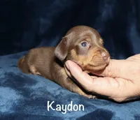 Kaydon , a male Miniature Dachshund for sale in Lovely, KY – 5 of 6