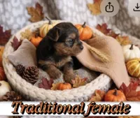 Traditional female, a female Yorkshire Terrier for sale in Lovely, KY – 3 of 3