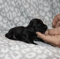 Kanan (Longhaired) solid black, a male Miniature Dachshund for sale in Lovely, KY – 3 of 7