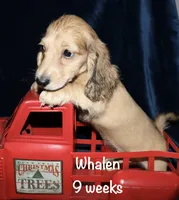 Whalen, a male Miniature Dachshund for sale in Lovely, KY – 1 of 5
