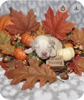 Casper, a male Poodle - Toy  for sale in Lovely, KY – 3 of 3