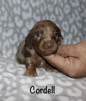 Cordell, a male Miniature Dachshund for sale in Lovely, KY – 4 of 8