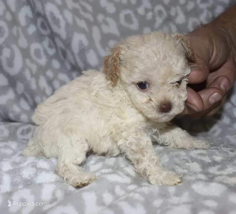 Casper tiny male 4 lbs – Poodle - Toy  puppy for sale in Lovely, KY