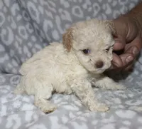 Casper tiny male 4 lbs, a male Poodle - Toy  for sale in Lovely, KY – 7 of 9