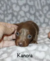 Kanora (longhaired) isabella, a female Miniature Dachshund for sale in Lovely, KY – 5 of 7