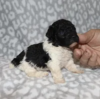 Vanessa, a female Poodle - Toy  for sale in Lovely, KY – 6 of 7