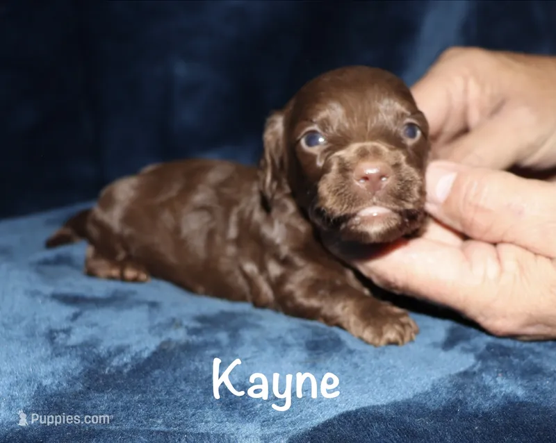 Kayne (LH) – Miniature Dachshund puppy for sale in Lovely, KY