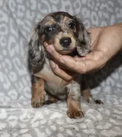Coral- blue dapple, a female Miniature Dachshund for sale in Lovely, KY – 2 of 6