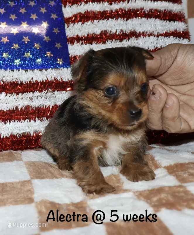 Alectra (merle) – Yorkshire Terrier puppy on hold in Lovely, KY