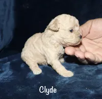 Clyde, a female Poodle - Toy  for sale in Lovely, KY – 8 of 9