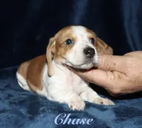 Chase, a male Miniature Dachshund for sale in Lovely, KY – 3 of 6