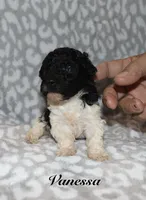 Vanessa, a female Poodle - Toy  for sale in Lovely, KY – 3 of 7