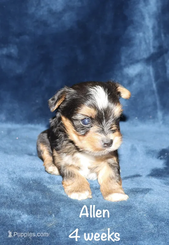 Allen – Yorkshire Terrier puppy for sale in Lovely, KY