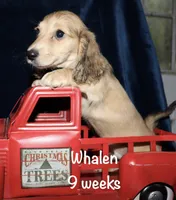 Whalen, a male Miniature Dachshund for sale in Lovely, KY – 2 of 5