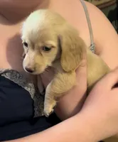 Sally. Akc reg, a female Miniature Dachshund for sale in Lovely, KY – Photo 4 of 8