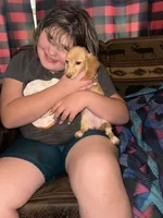 Sally. Akc reg, a female Miniature Dachshund for sale in Lovely, KY – Photo 7 of 8