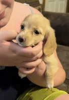 Sally. Akc reg, a female Miniature Dachshund for sale in Lovely, KY – Photo 3 of 8