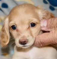 Sally. Akc reg, a female Miniature Dachshund for sale in Lovely, KY – Photo 1 of 8