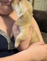 Sally. Akc reg, a female Miniature Dachshund for sale in Lovely, KY – Photo 5 of 8