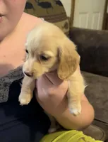 Sally. Akc reg, a female Miniature Dachshund for sale in Lovely, KY – Photo 2 of 8