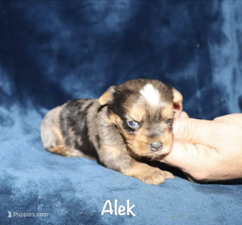 Alek. (Merle) – Yorkshire Terrier puppy for sale in Lovely, KY