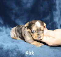 Alek. (Merle), a male Yorkshire Terrier for sale in Lovely, KY – 1 of 8