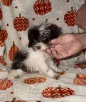 Itsy  tiny girl 2lbs 7oz, a female Poodle - Toy  for sale in Lovely, KY – 2 of 3