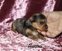 Alectra (merle), a female Yorkshire Terrier for sale in Lovely, KY – 4 of 6