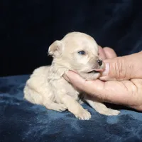 Catalina, a female Poodle - Toy  for sale in Lovely, KY – 7 of 7