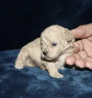 Clyde, a female Poodle - Toy  for sale in Lovely, KY – 9 of 9