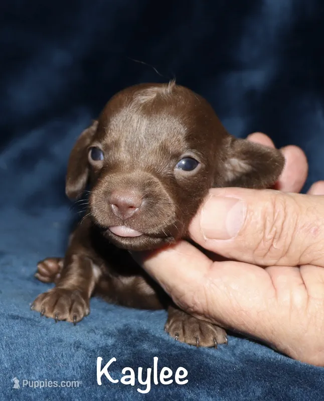 Kaylee (tiny LH) – Miniature Dachshund puppy for sale in Lovely, KY